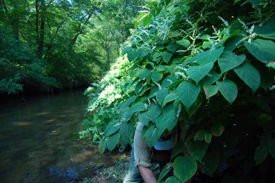 Japanese Knotweed