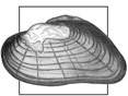 Mussel
