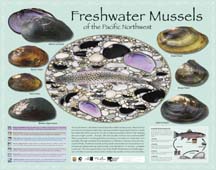 Freshwater Mussels of the Pacific Northwest 