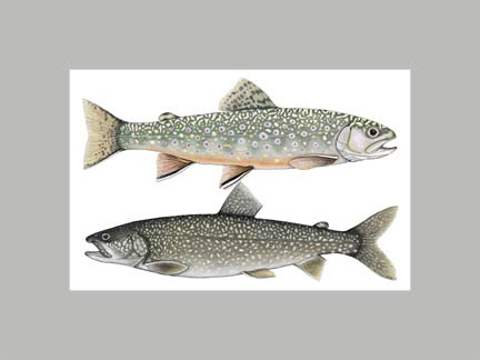 Brook Trout and Lake Trout