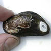 Tagged Mussel