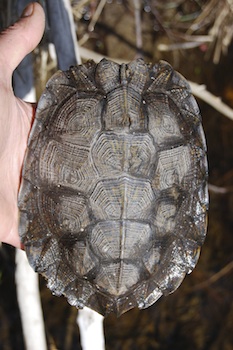 Wood Turtle