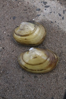 Yellow Lampmussels