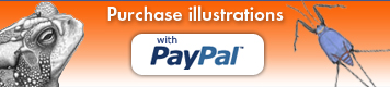 Purchase illustations with PayPal