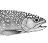 Brook Trout