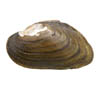 Dwarf Wedge Mussel