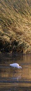 Egret