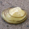 Freshwater Mussels