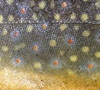 Trout