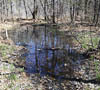 Vernal Pool