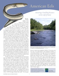 American Eels: Restoring a Vanishing Resource in the Gulf of Maine
